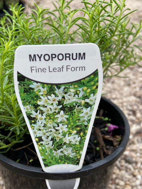 Myoporum fine leaf form pink 140mm