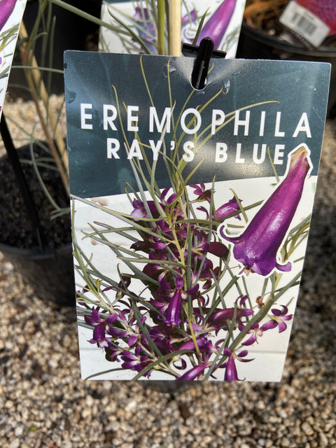 Eremophila 'Ray's Blue' 140mm
