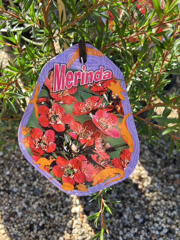 Leptospermum Merinda 140mm