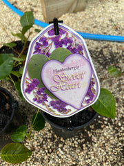 Hardenbergia Sweet Heart 140mm
