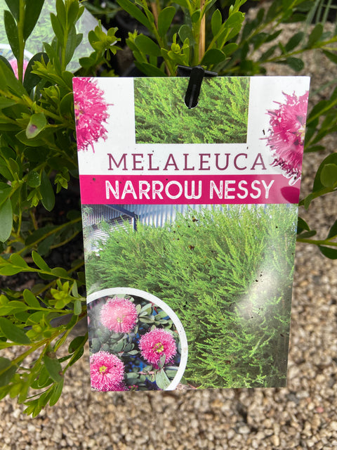 Melaleuca nesophila 'Narrow Ness' 140mm
