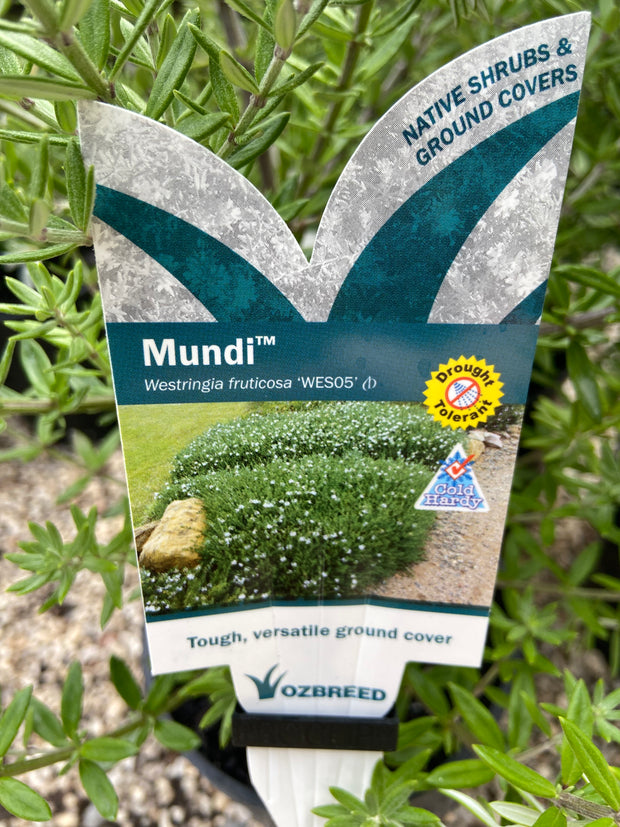 Westringia WES05' Mundi 140mm