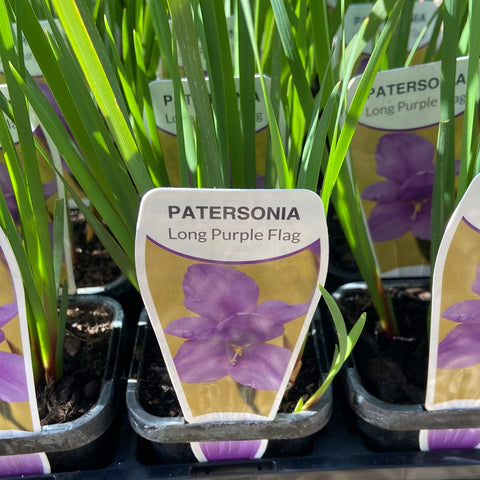 Patersonia occidentalis Purple 70mm Tube