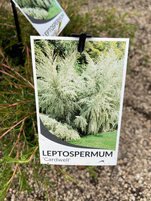 Leptospermum 'Cardwell' 250mm