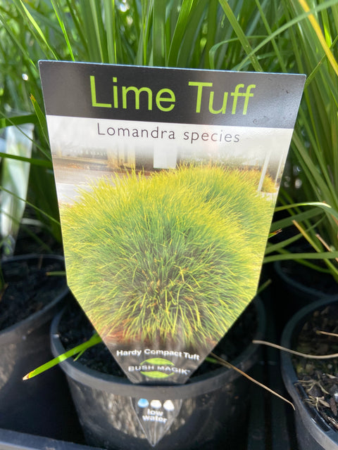 Lomandra 'Lime Tuff' 140mm