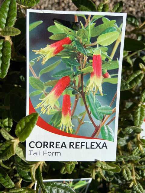 Correa Reflexa ‘Tall form’140mm