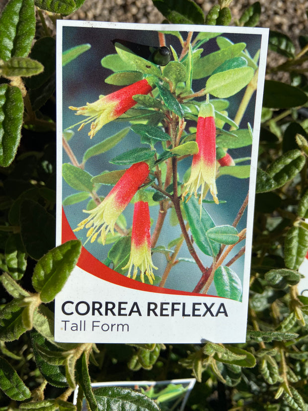 Correa Reflexa 140mm