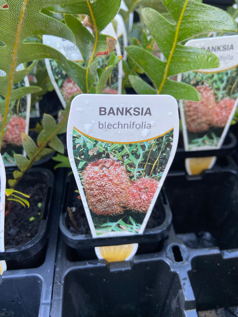 Banksia Blechnifolia 70mm