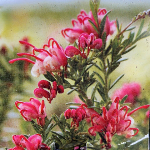 Grevillea Raspberry Ripple Tube