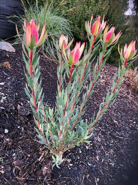 Leucadendron Sarah 200mm