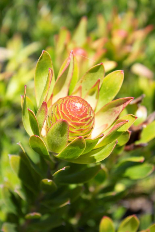 Leucadendron Rosalie 140mm