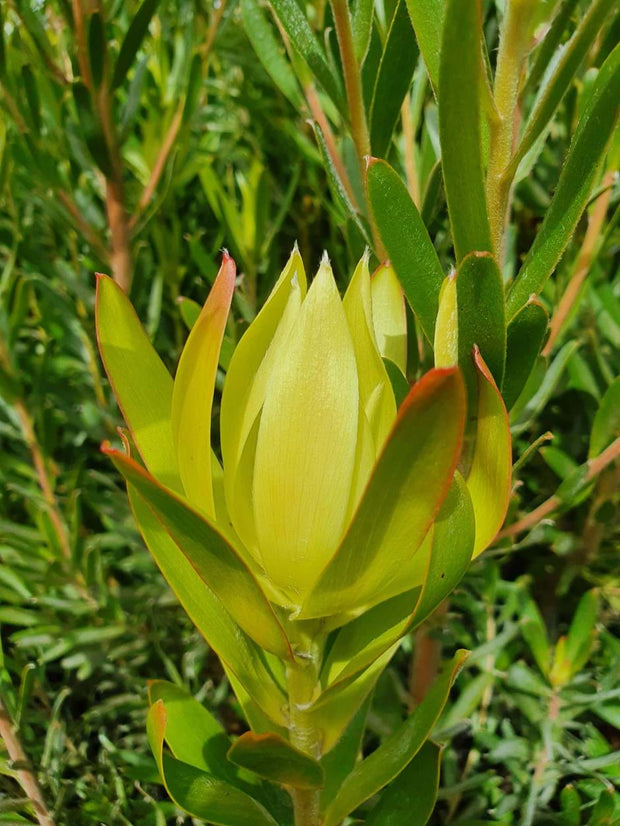 Leucadendron Florence 200mm