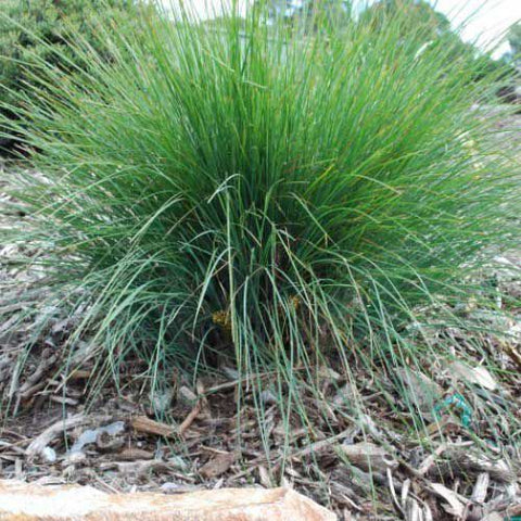 Lomandra 'Frosty Top' 200mm