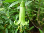 Correa Glabra 'Rock Correa' tube