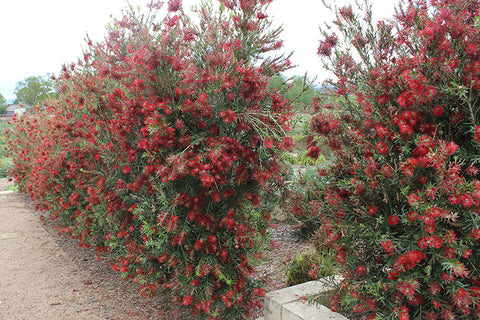 Callistemon Slim 250mm