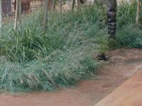 Themeda triandra australis 70mm tube