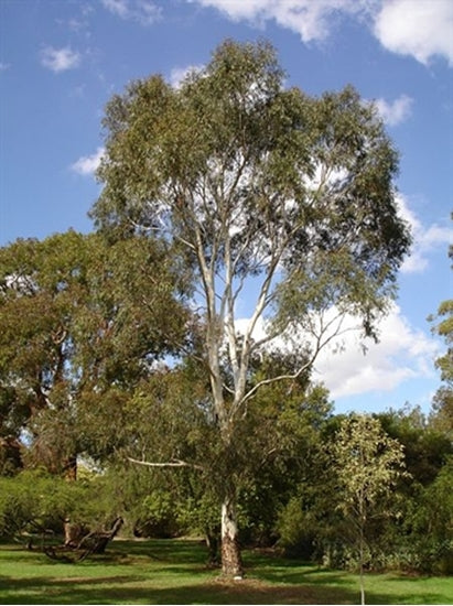 Eucalyptus Scoparia 140mm