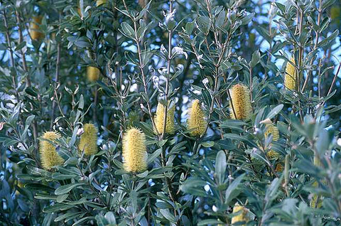 Banksia Integrifolia 140mm