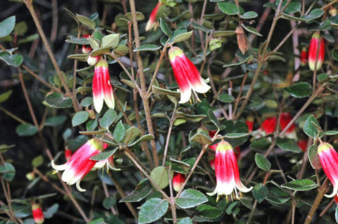Correa Canberra Bells 140mm