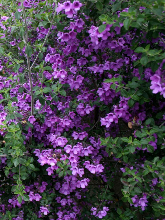 Prostanthera rotundifolia 140mm