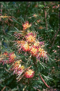 Grevillea olivacea 'Winpara Sunrise' 140mm