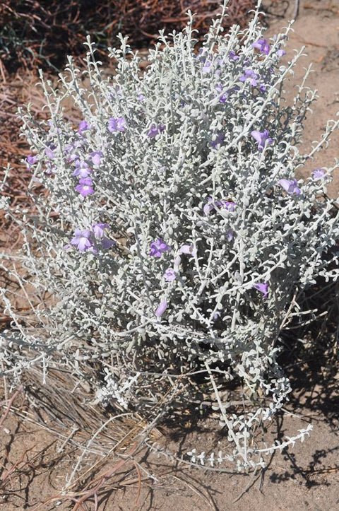 Eremophila Delisseri 140mm