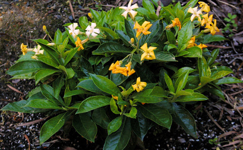 Hymenosporum Gold Nugget 200mm