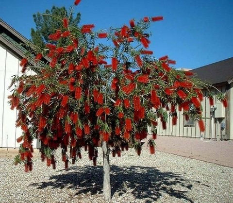 Callistemon Viminalis 'Prolific' 250mm