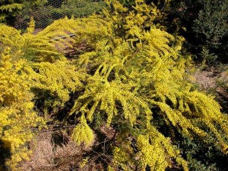 Acacia acinacea 250mm