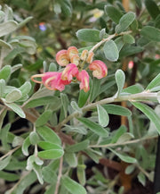 Grevillea 'Medika Marvel' 140mm