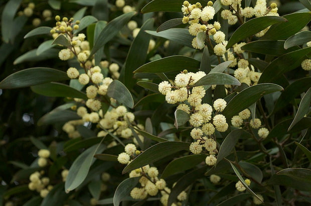 Acacia melanoxylon 'Blackwood' 250mm