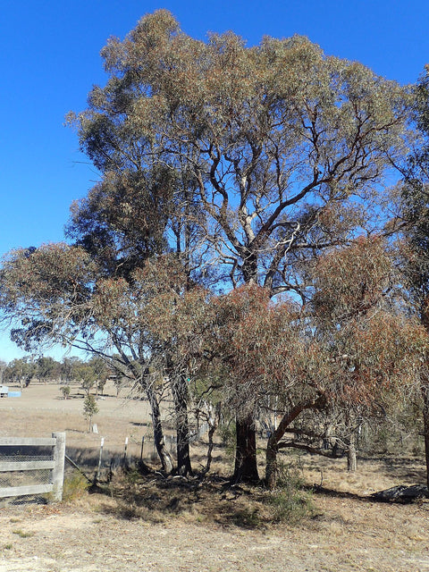 Eucalyptus Nicholii 300mm
