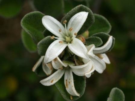 Correa Alba 'Compact Form' 140mm