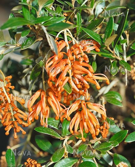 Grevillea 'Apricot Charm' 140mm