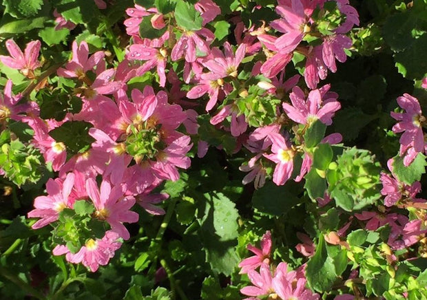 Scaevola 'Sitting Pretty' 140mm