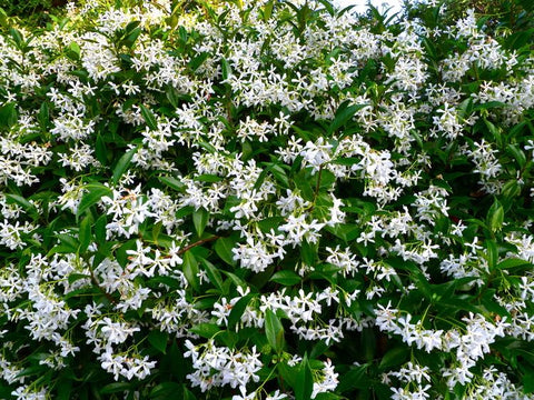 Trachelospermum 'Chinese Star Jasmine' 330mm