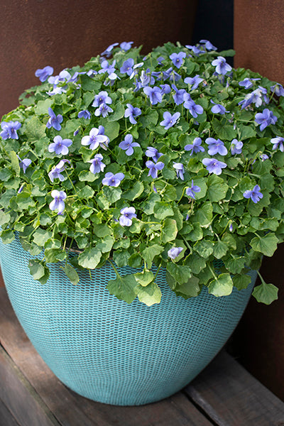 Viola Hederacea  140mm