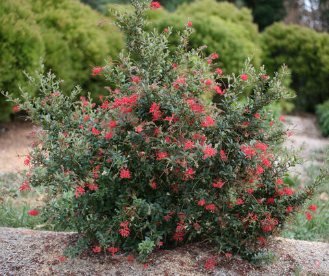 Grevillea Winter Flame 140mm