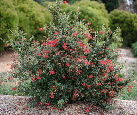 Grevillea Winter Flame 200mm