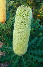 Banksia grandis 'Bull Banksia' 140 mm