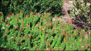 Callistemon 'Red Rover' 140 mm