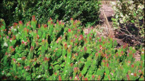 Callistemon 'Red Rover' 140 mm