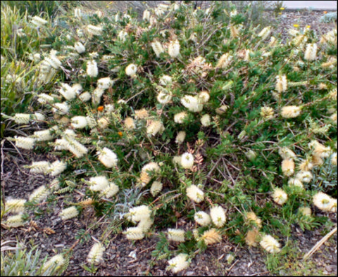 Callistemon citrinus 'White Anzac' 140 mm