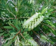 Callistemon citrinus 'White Anzac' 140 mm