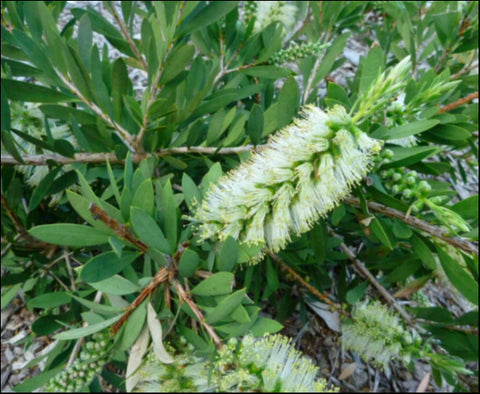 Callistemon citrinus 'White Anzac' 140 mm