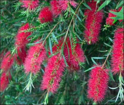 Callistemon 'Kings Park Special' 200mm