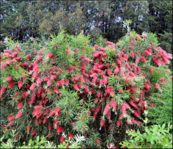 Callistemon 'Kings Park Special' 330mm