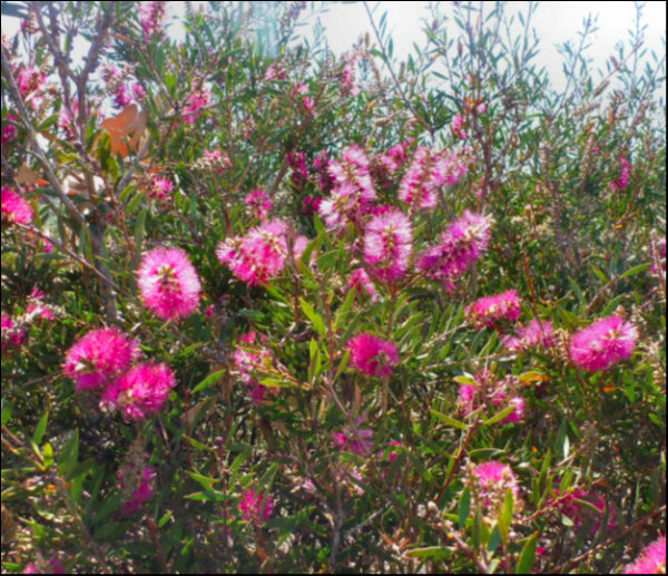 Callistemon 'Purple Cloud' 250 mm