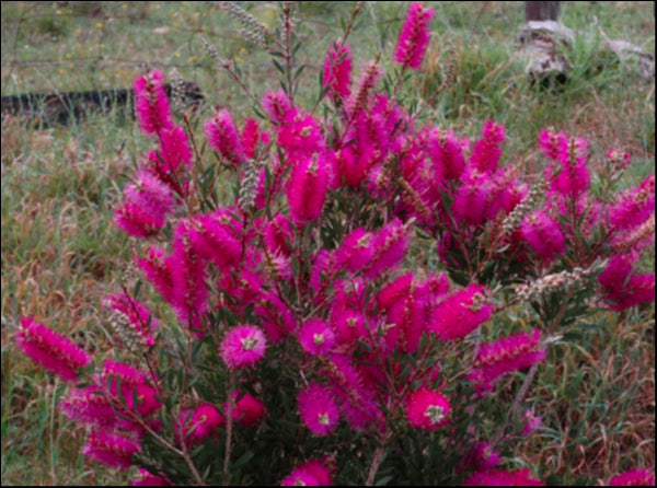 Callistemon 'Purple Cloud' 250 mm