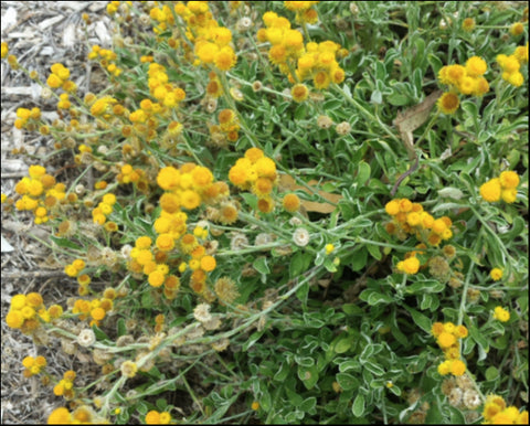 Chrysocephalum apiculatum 'Cate's Orange' 140 mm